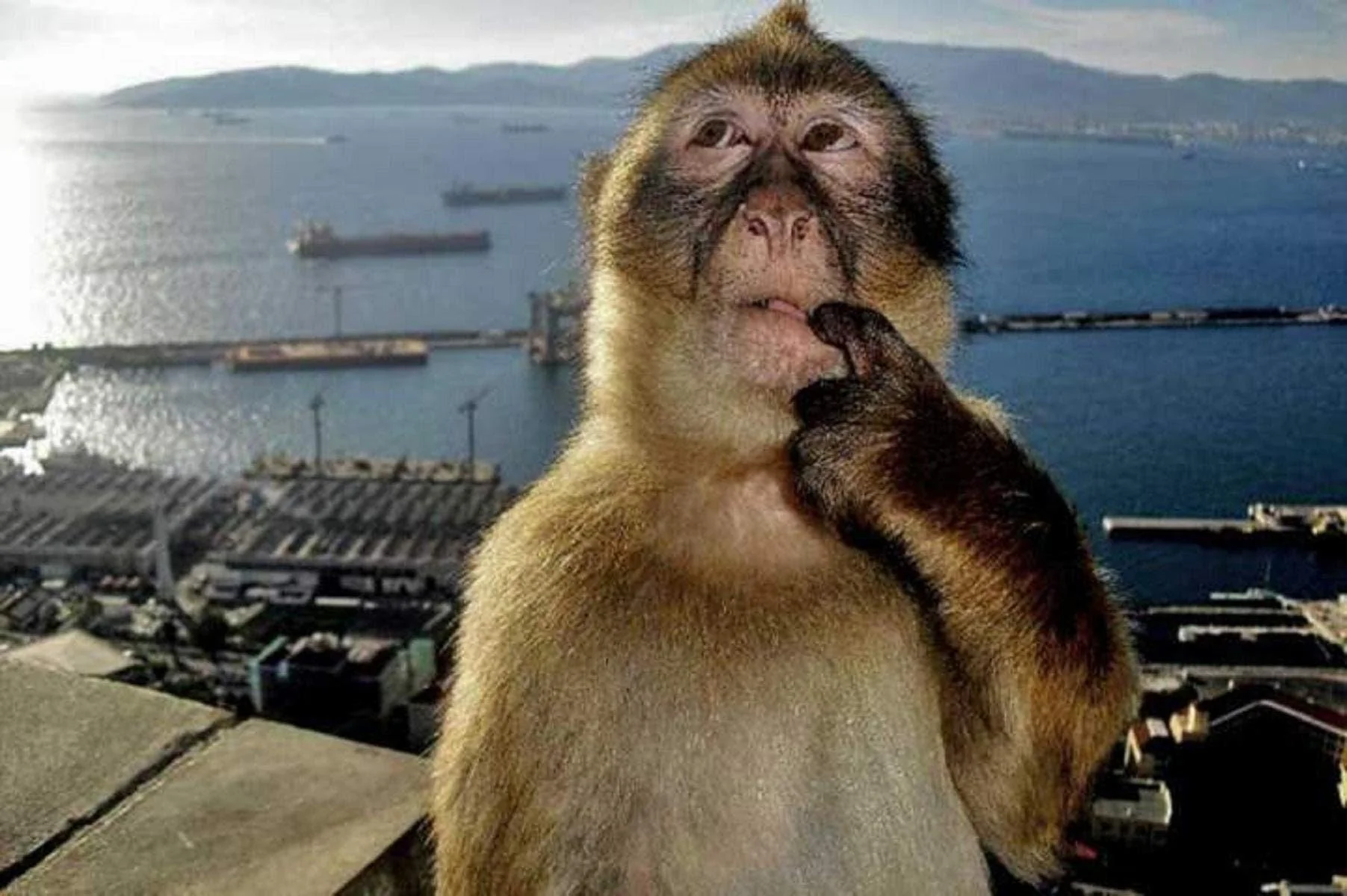 Image of a thinking monkey.